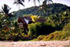 Coconut Laguna 